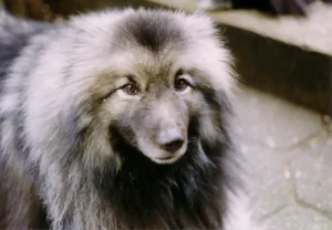 Otto (1997)
