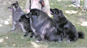 Mit dem alten Otto, Klein-Gilla, Griepto und Banja auf dem Sommerfest im Tierheim Paderborn