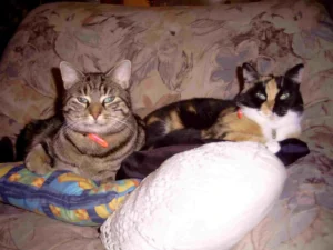 Richard und Kitty - eine ganz tiefe Katzenliebe