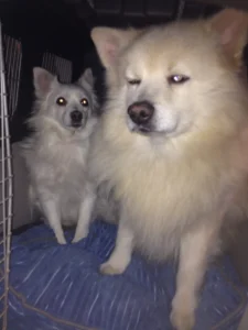 Soeffken und Anton