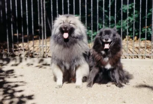 Otto und Susanne vor Hagenbecks Tierpark