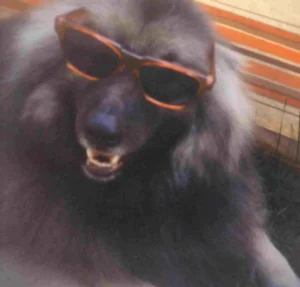 Otto in Californien