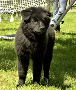 Unser Riesen-Baby steht auf der Wiese und beobachtet interessiert das bunte Treiben