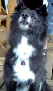 Pepper