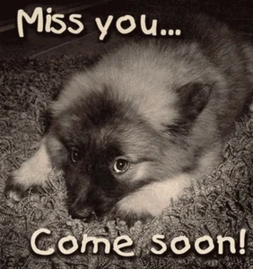 Wolfsspitz-Welpe: Miss you - Come soon!