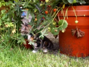 Sucht mich doch!