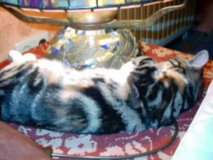 Sonnenstudio für Katzen