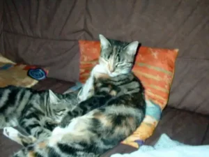 So groß und immer noch an Mamas Zitzen!