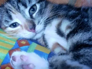 Eine Handvoll Katze!
