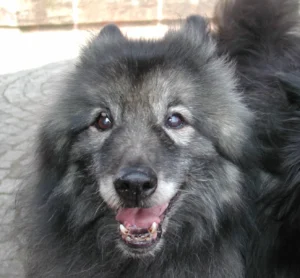 Otto
Anfang 1988 - 14.01.2006