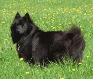 In Memoriam: Abby vom Basaltgrauen Vulkan